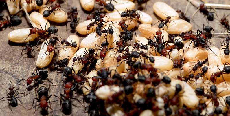 10 fakta du antagligen inte visste om myror - 10fakta.se