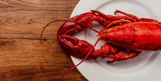 10 fakta du antagligen inte visste om hummer
