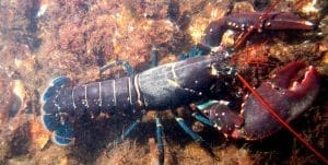 10 fakta du antagligen inte visste om hummer