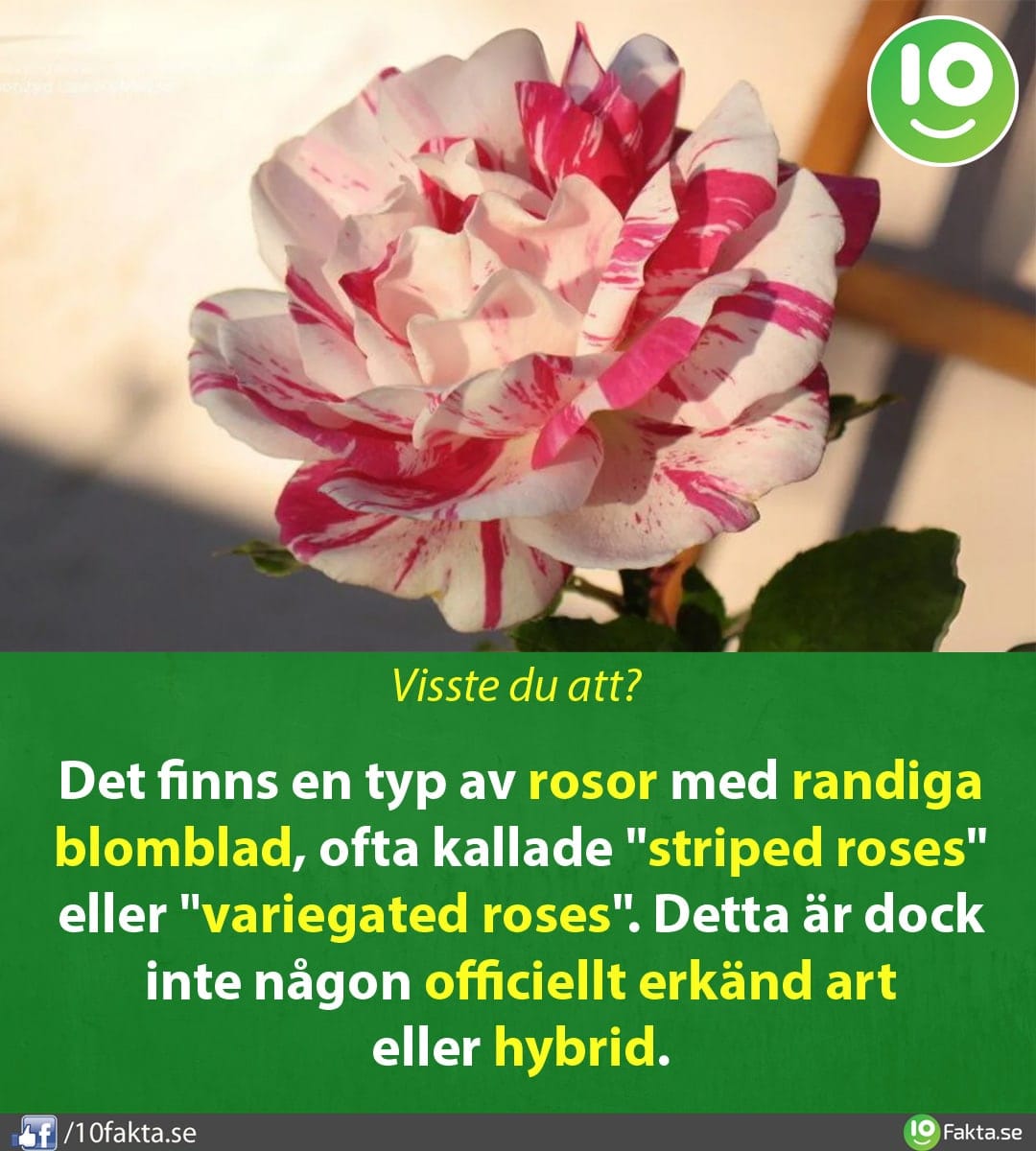 Mer än bara skratt: 10 fascinerande fakta om hyenor