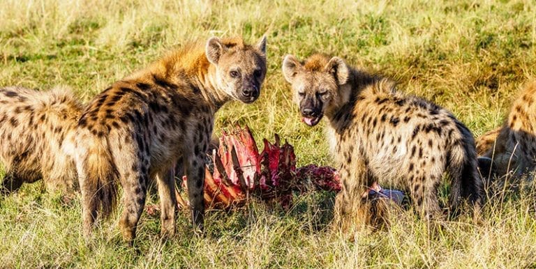 Mer än bara skratt: 10 fascinerande fakta om hyenor