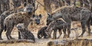 Mer än bara skratt: 10 fascinerande fakta om hyenor