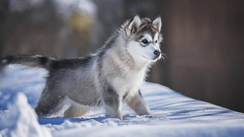 Alaskan Malamutes roll för bosättningen och utvecklingen i Alaska var avgörande…